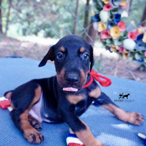 Embark & OFA tested Ozai 3